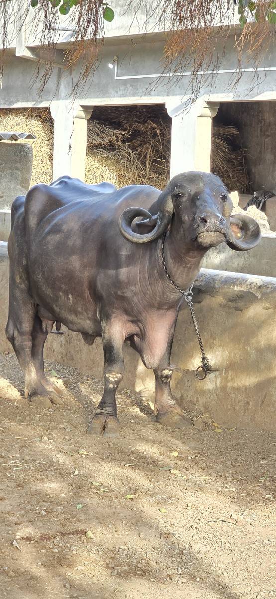 ભેંસ વેચવાની