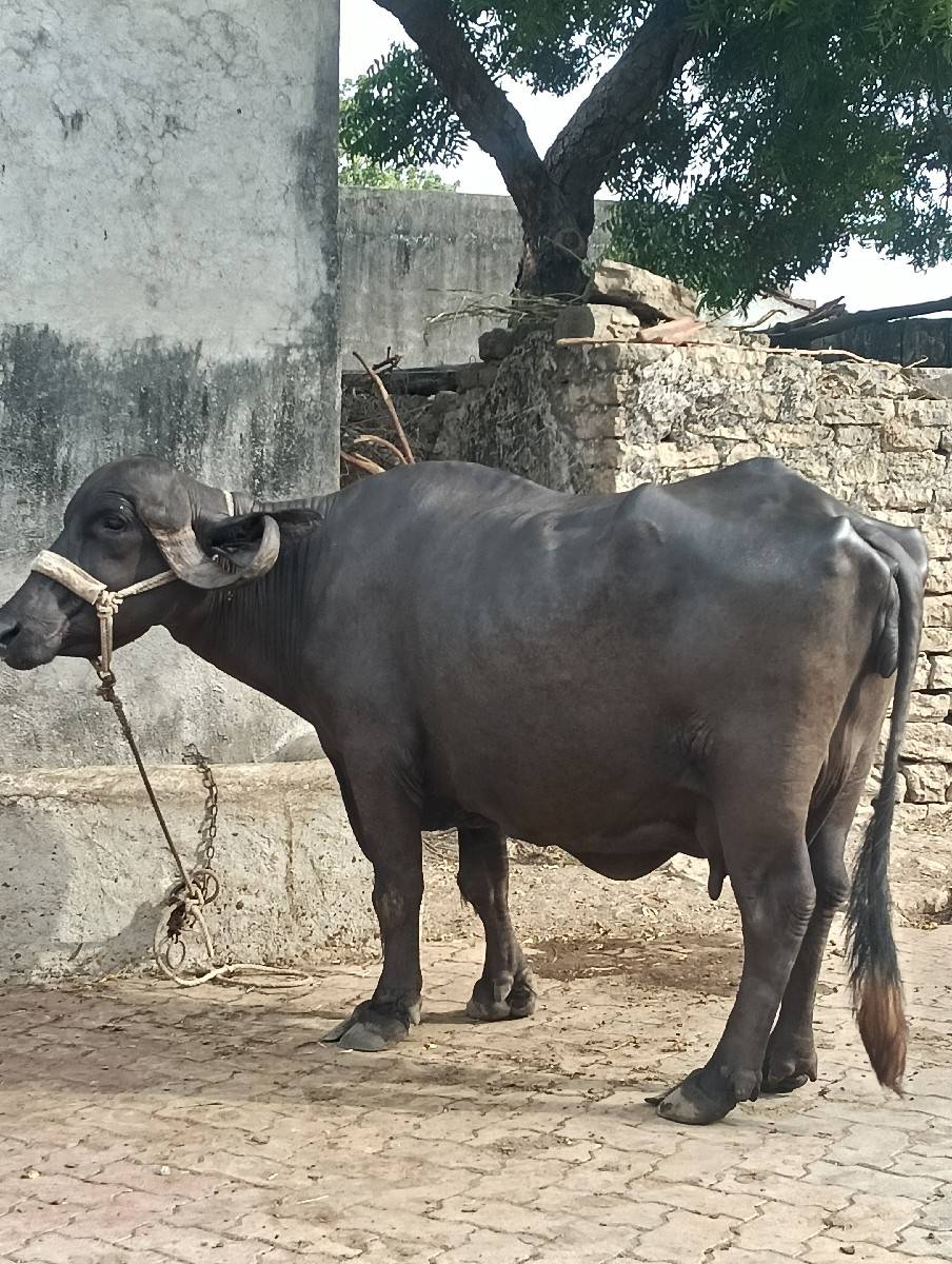 ભેંસ વેચવાની છે