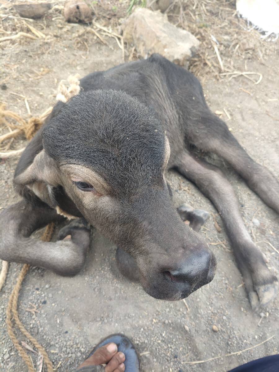 ખળેલી વેચવાની છે