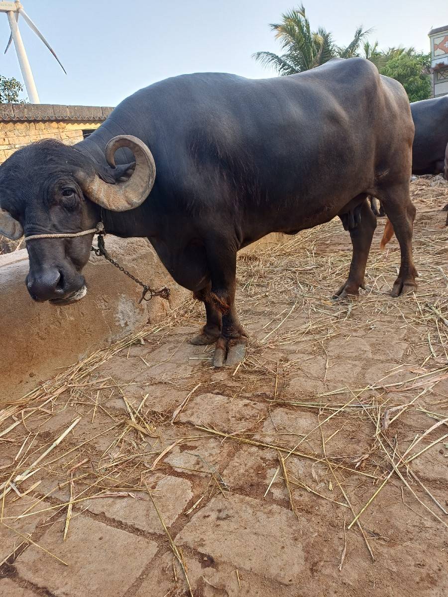 ભેંસ વેચવાની સે સાવ સૉજી સે