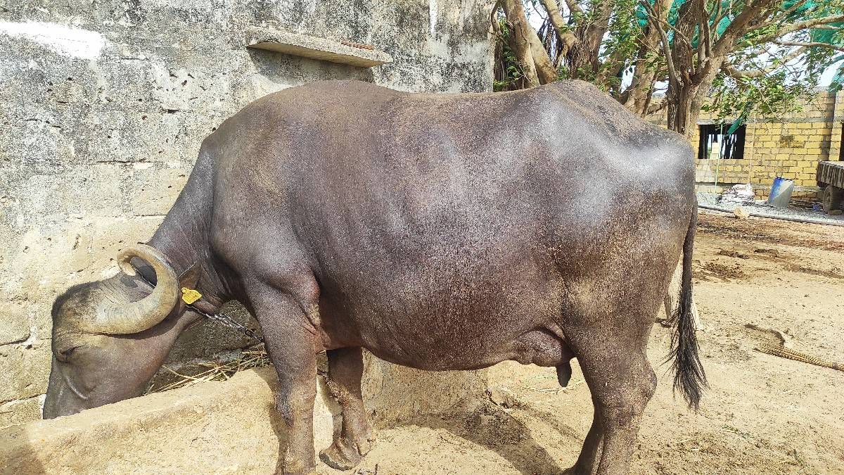 5 મહીના ની વયાણેલ