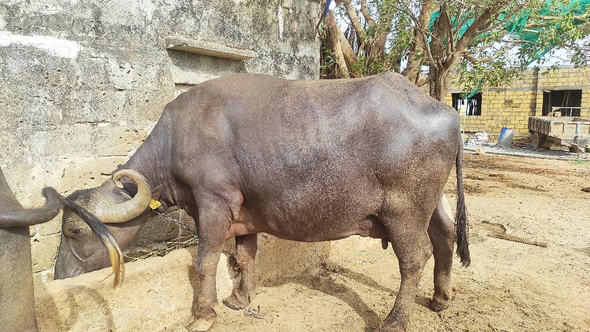 5 મહીના ની વયાણેલ