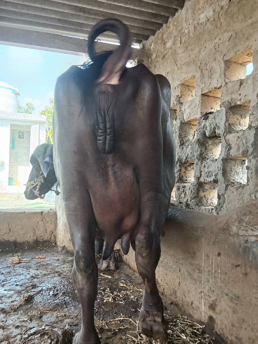 ભેસ