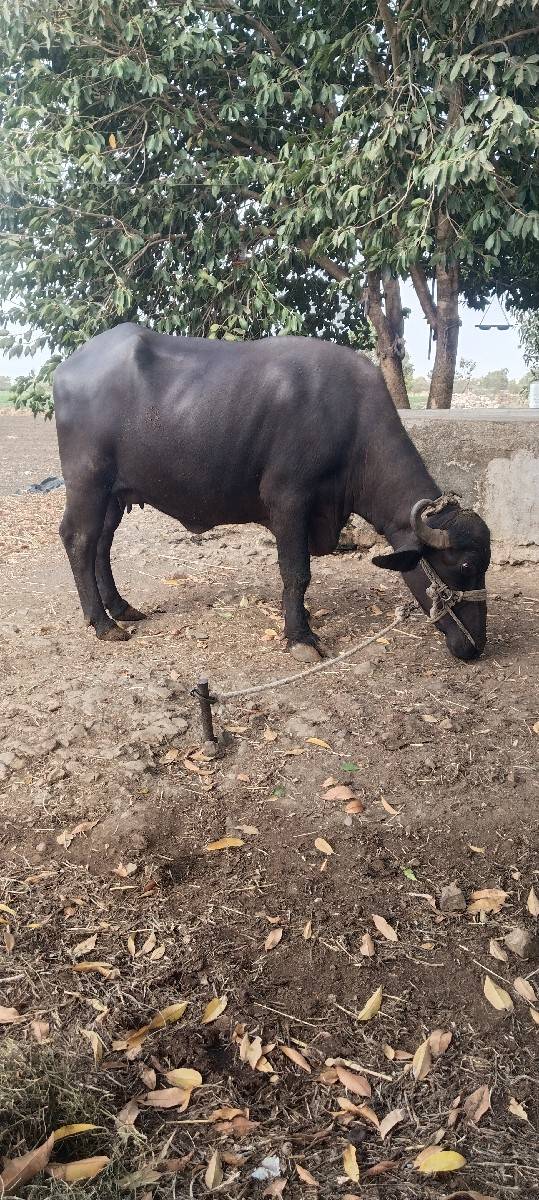 ભેંસ વેચવાની હે