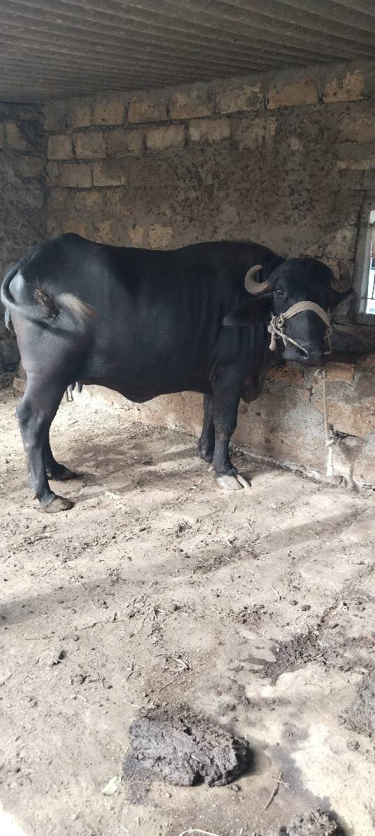 ભેંસ વેચવાની હે