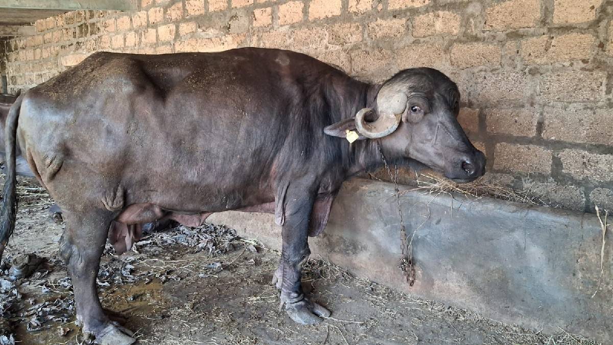 ભેંસ વેચવાની છે
