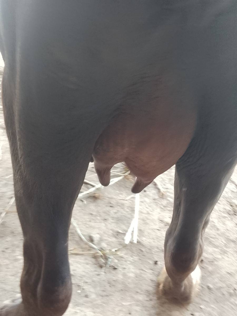 આ ખડેલું વેચવાનું છે