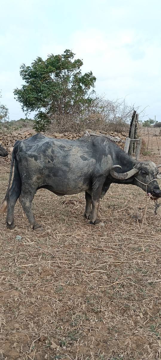 બે ભેંસ