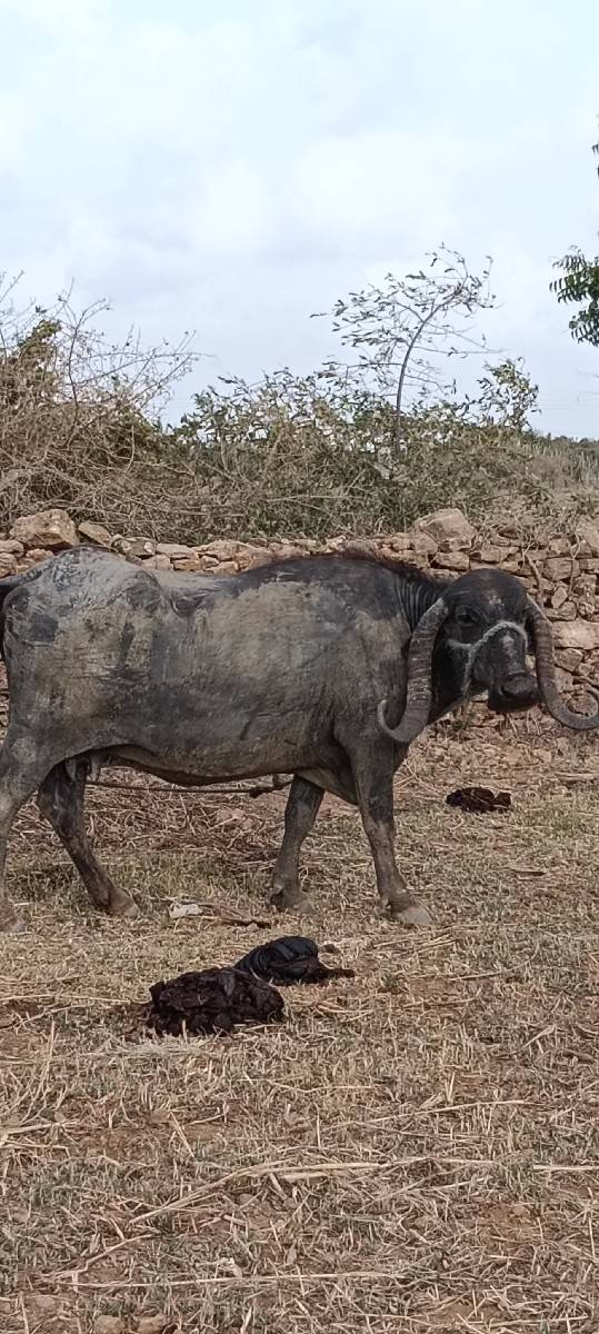 બે ભેંસ