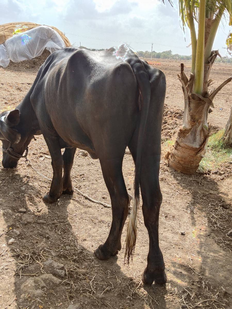 ભેશવેચવાનીછે