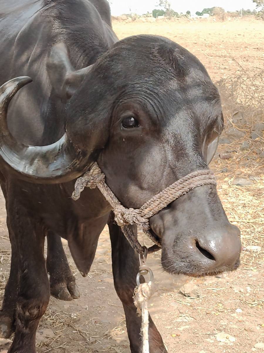 ભેશવેચવાનીછે