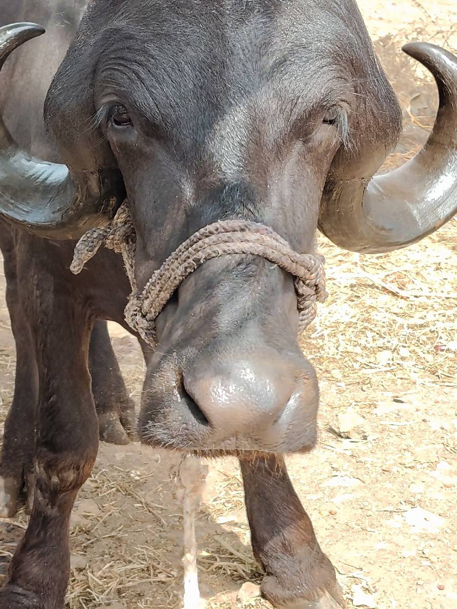 ભેશવેચવાનીછે