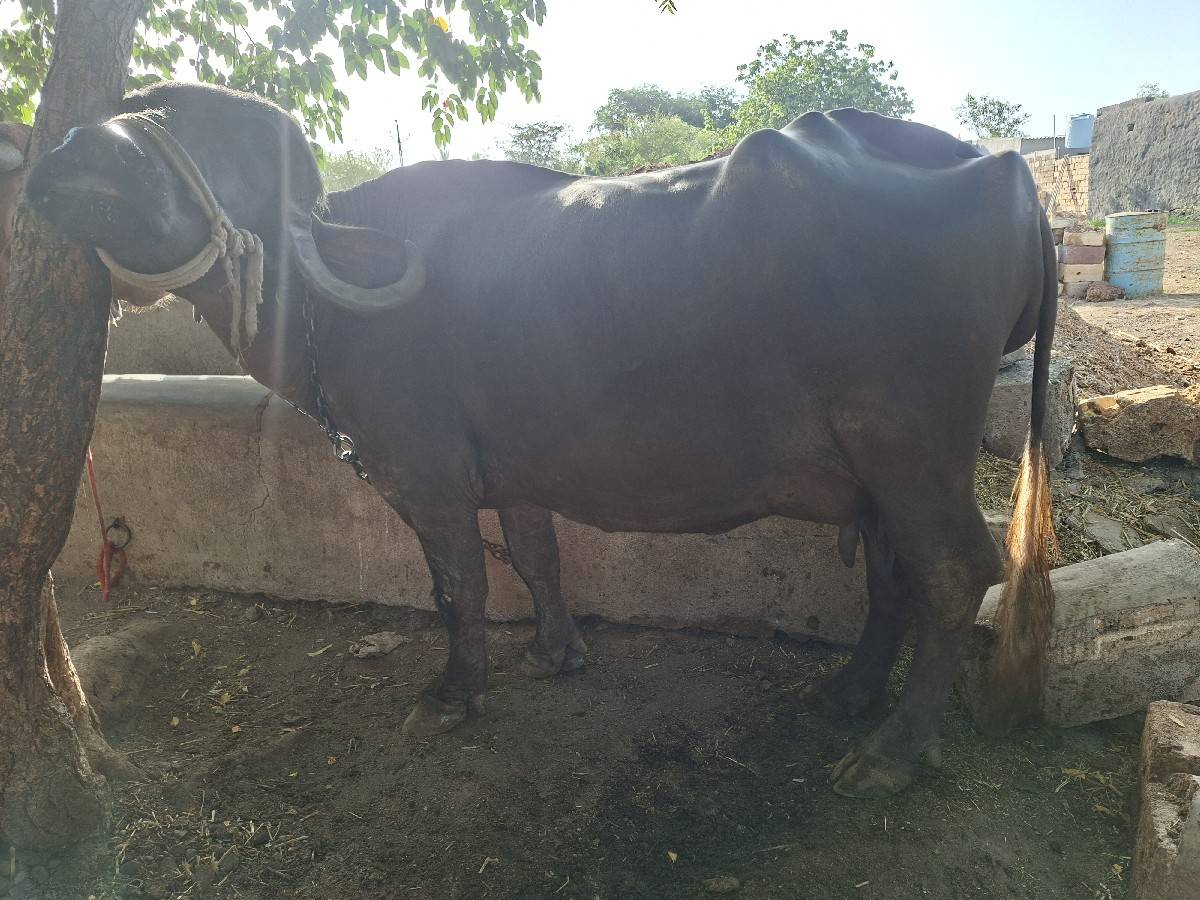 ભેંસ વેસવાની છે