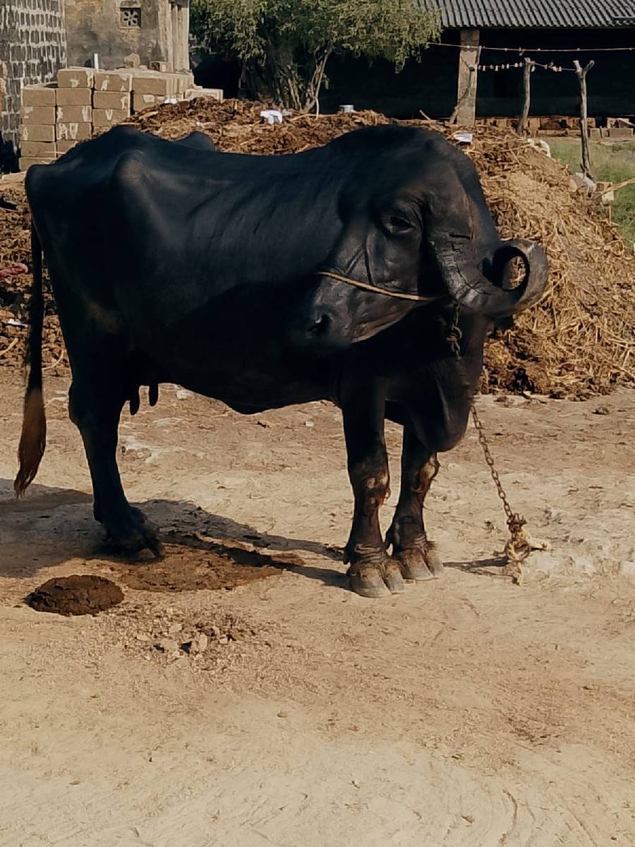 15 દીવમાં વ્યાસે