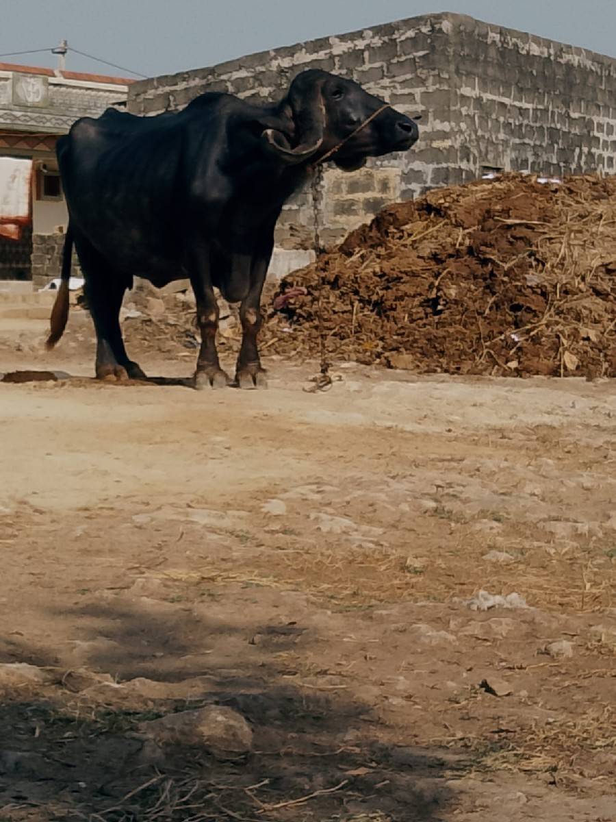 15 દીવમાં વ્યાસે