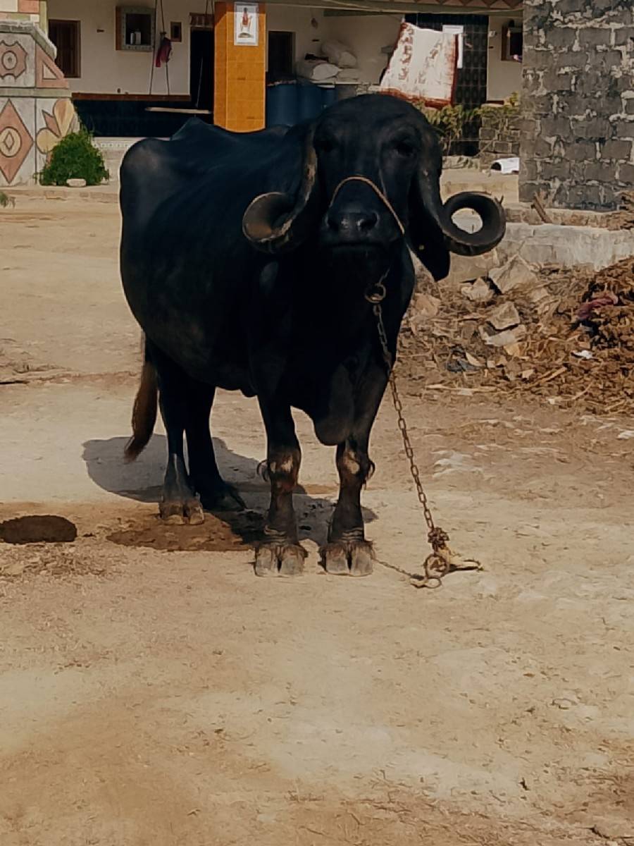 15 દીવમાં વ્યાસે