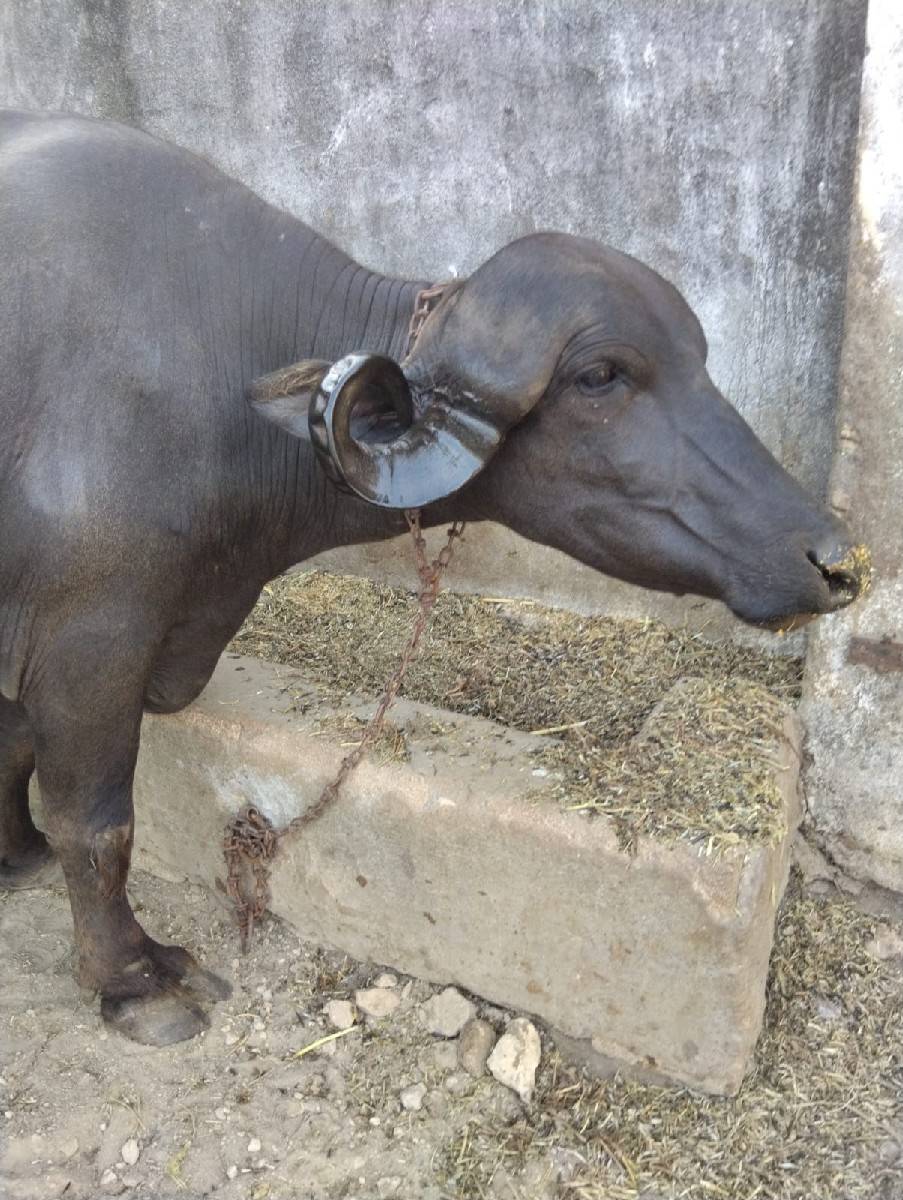 પેલુ વેતર ગાભણીસે પદરદીવસનીકાસીસે