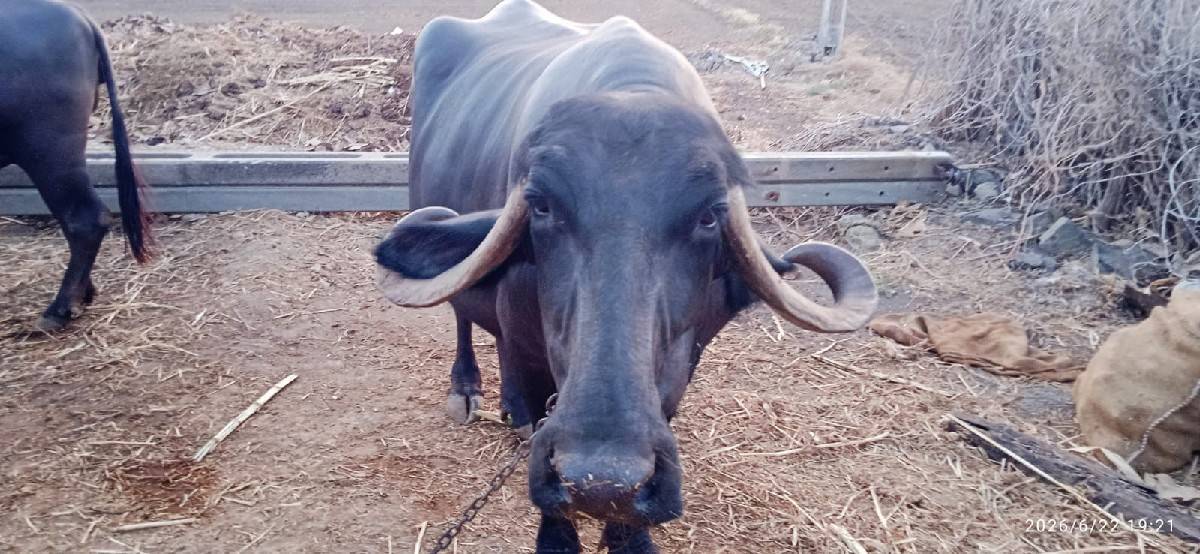 ભેંસ વેચવાની છે
