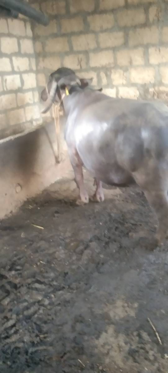 7મહીના ગાભણ છે