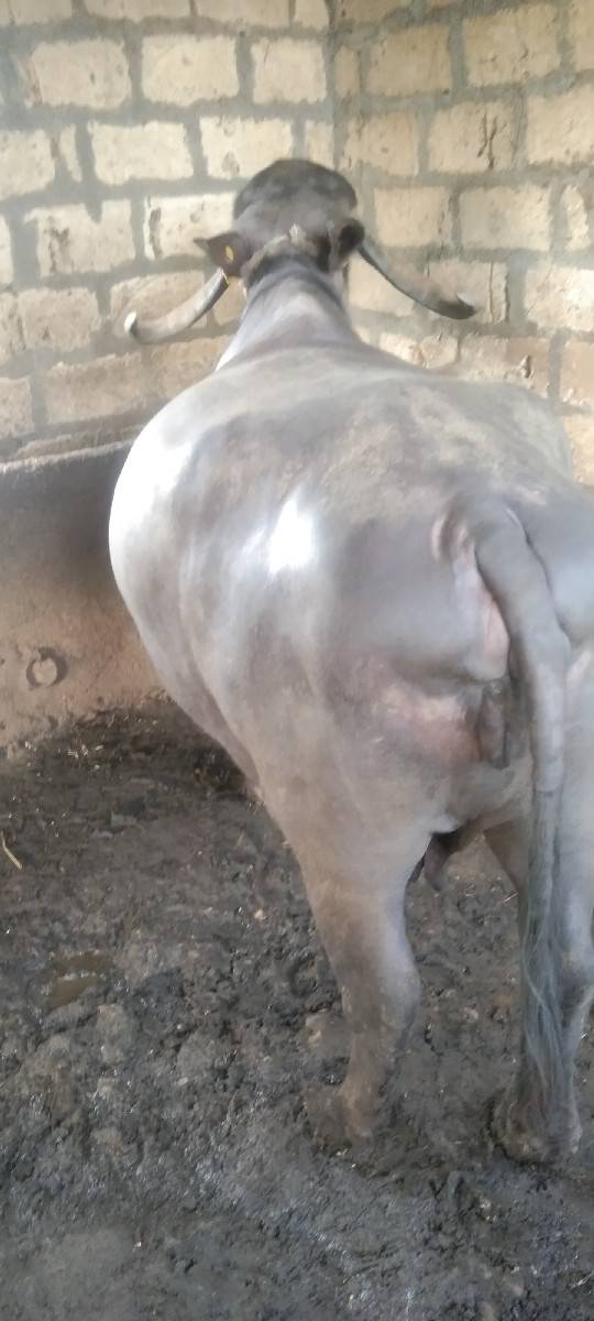 7મહીના ગાભણ છે