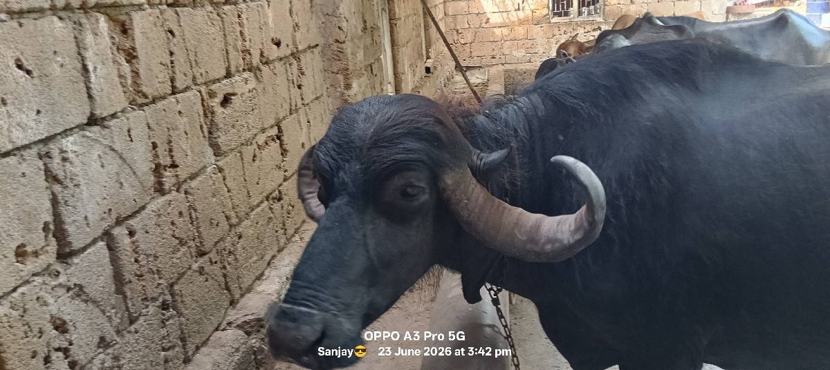 ભેંસ વેચવાની છે ત્રીજું વેતર