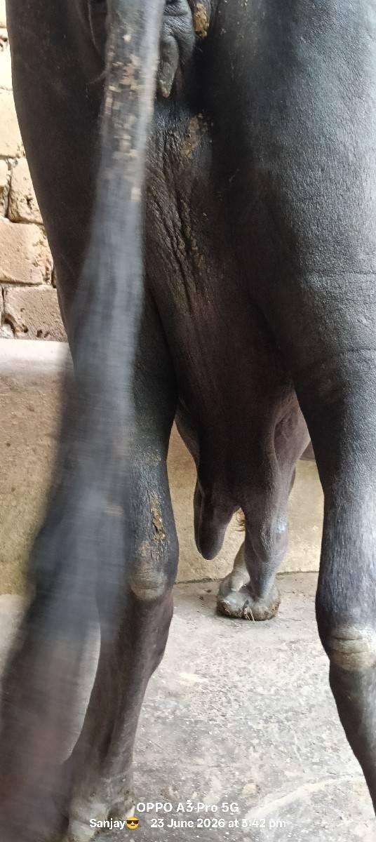ભેંસ વેચવાની છે ત્રીજું વેતર