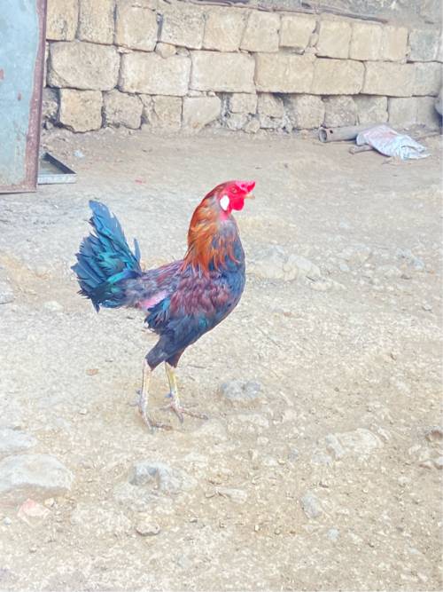 સાટા કરવા ના છે સાટા માં ગેમ એ હાલે ડેસી કૂકડા