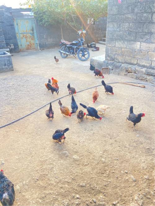 સાટા કરવા ના છે સાટા માં ગેમ એ હાલે ડેસી કૂકડા