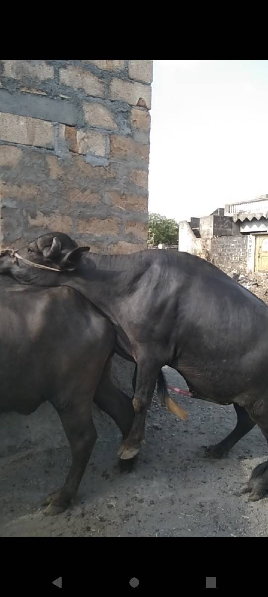બીજાવાડા નો પાડો વેચવાનો છે