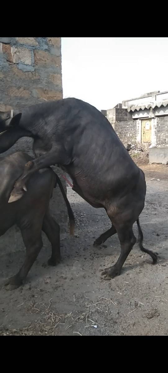 બીજાવાડા નો પાડો વેચવાનો છે