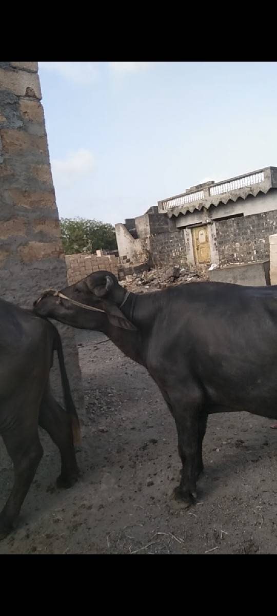 બીજાવાડા નો પાડો વેચવાનો છે