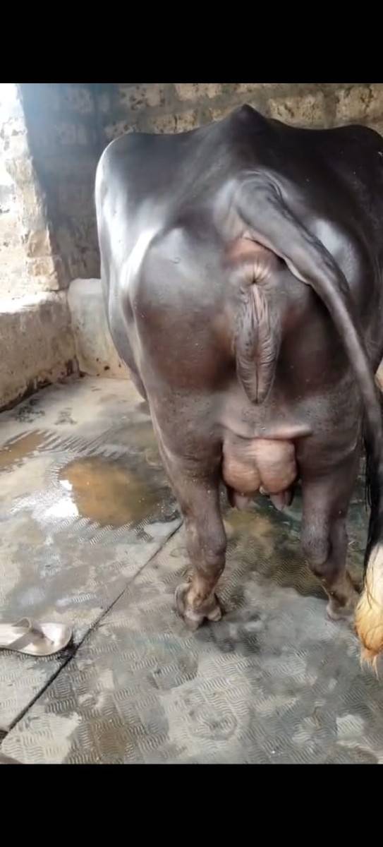 ભેસ વેચવાની છે