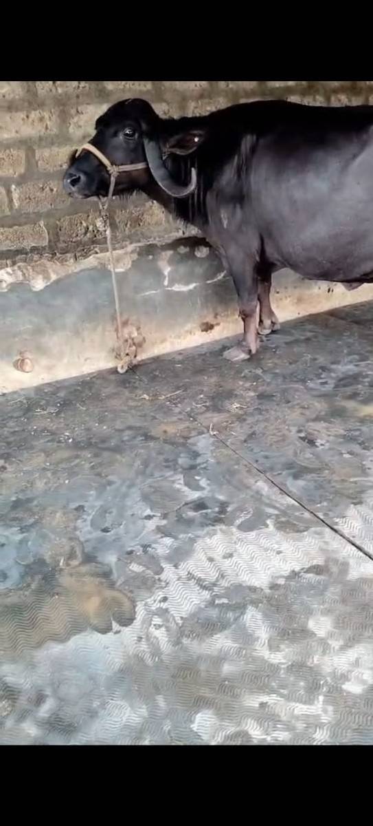 ભેસ વેચવાની છે
