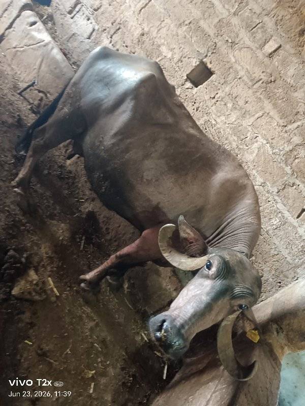 ભેંસ વેચવાની છે