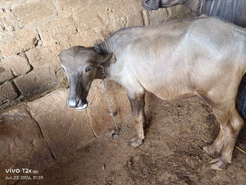 ભેંસ વેચવાની છે