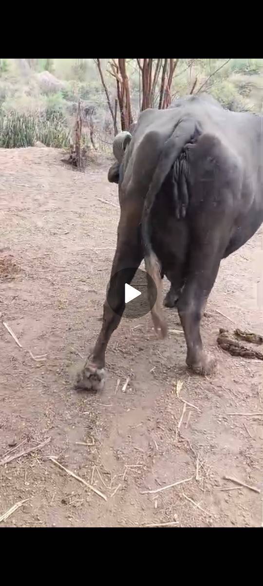 જાફરાબાદી ટોપલ ખડાય છે
