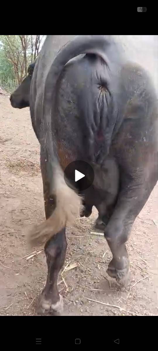 જાફરાબાદી ટોપલ ખડાય છે
