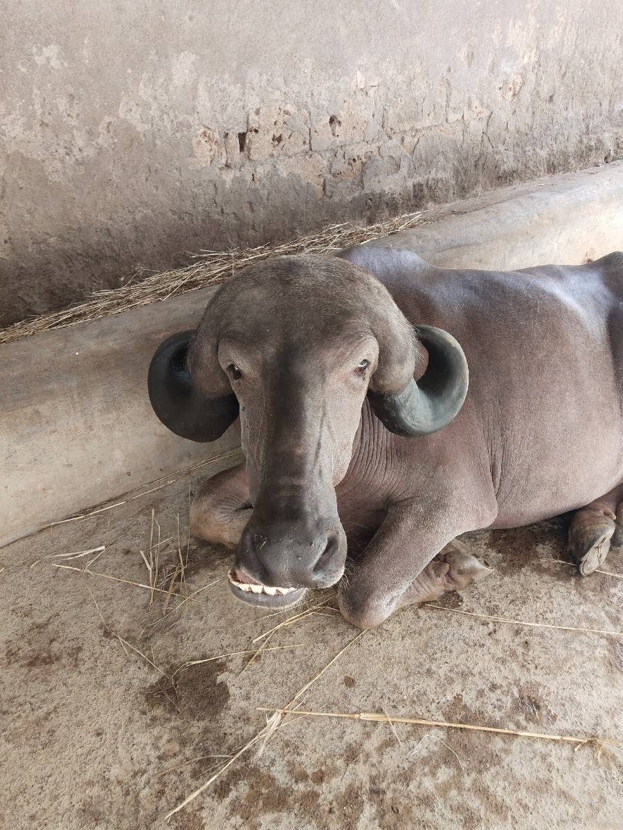 પેલા વેતર ની ખળેલી વેચવાની છે