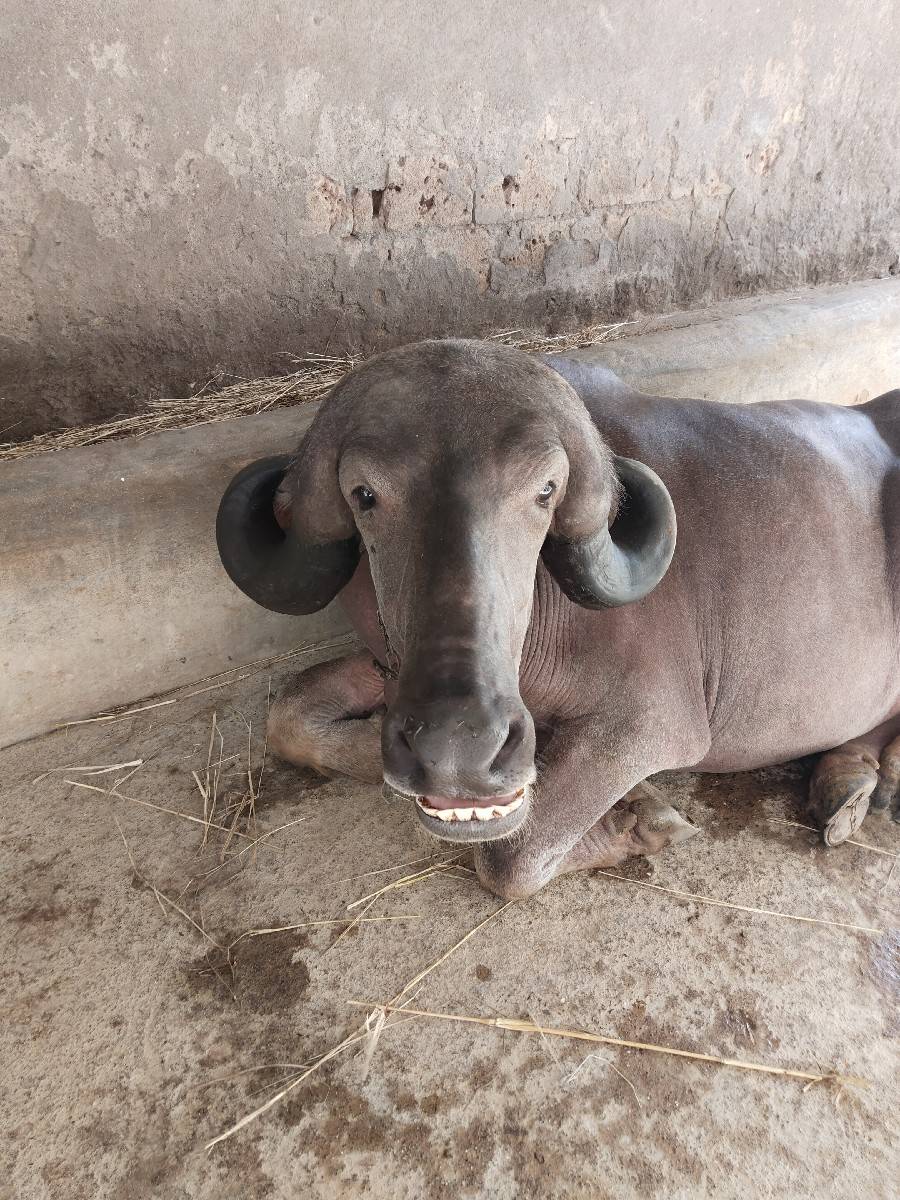 પેલા વેતર ની ખળેલી વેચવાની છે