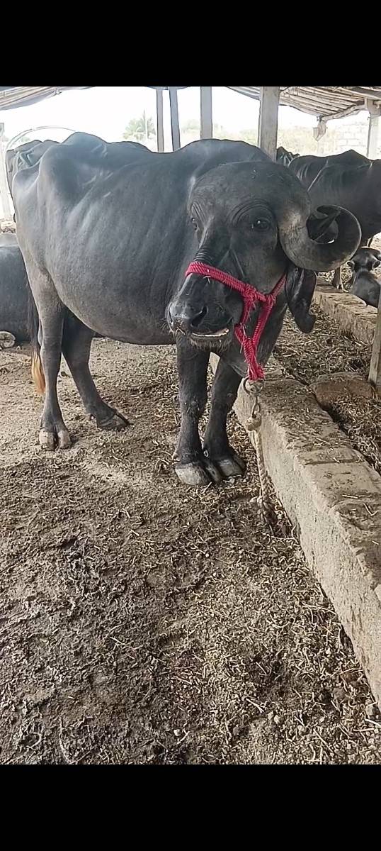 ખડેલી