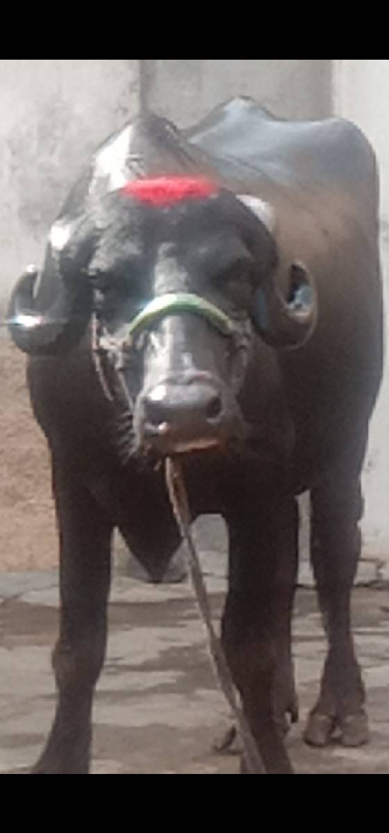 ભેંસ વેચવાનું છે 2 છે