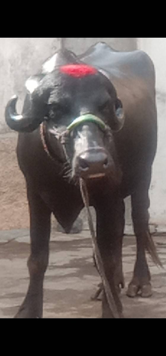 ભેંસ વેચવાનું છે 2 છે