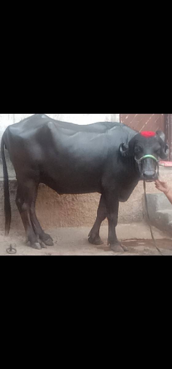 ભેંસ વેચવાનું છે 2 છે