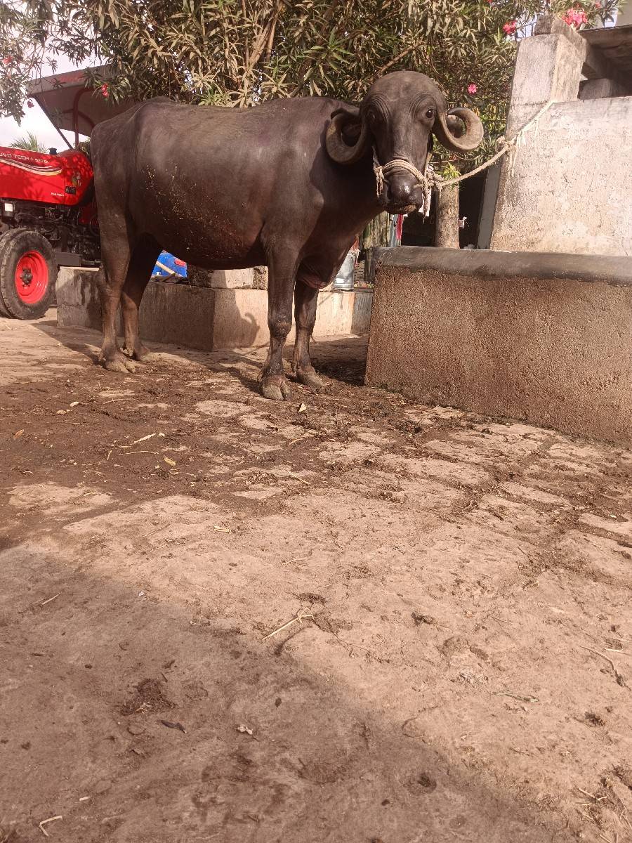વેચવાની છે