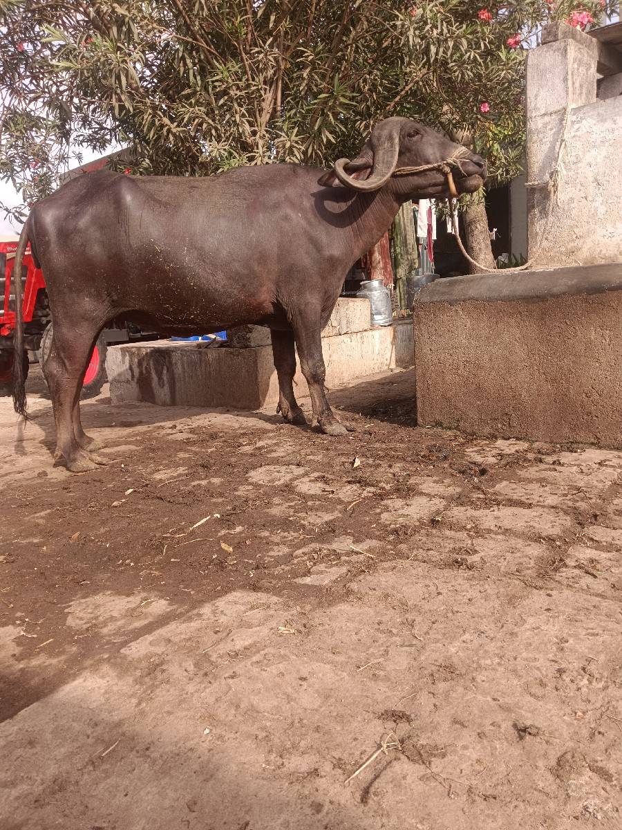 વેચવાની છે