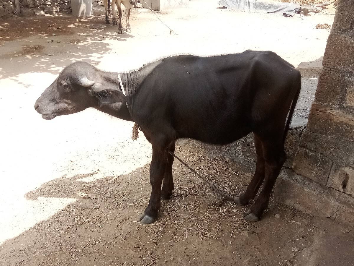પાડી વેચવાની છે