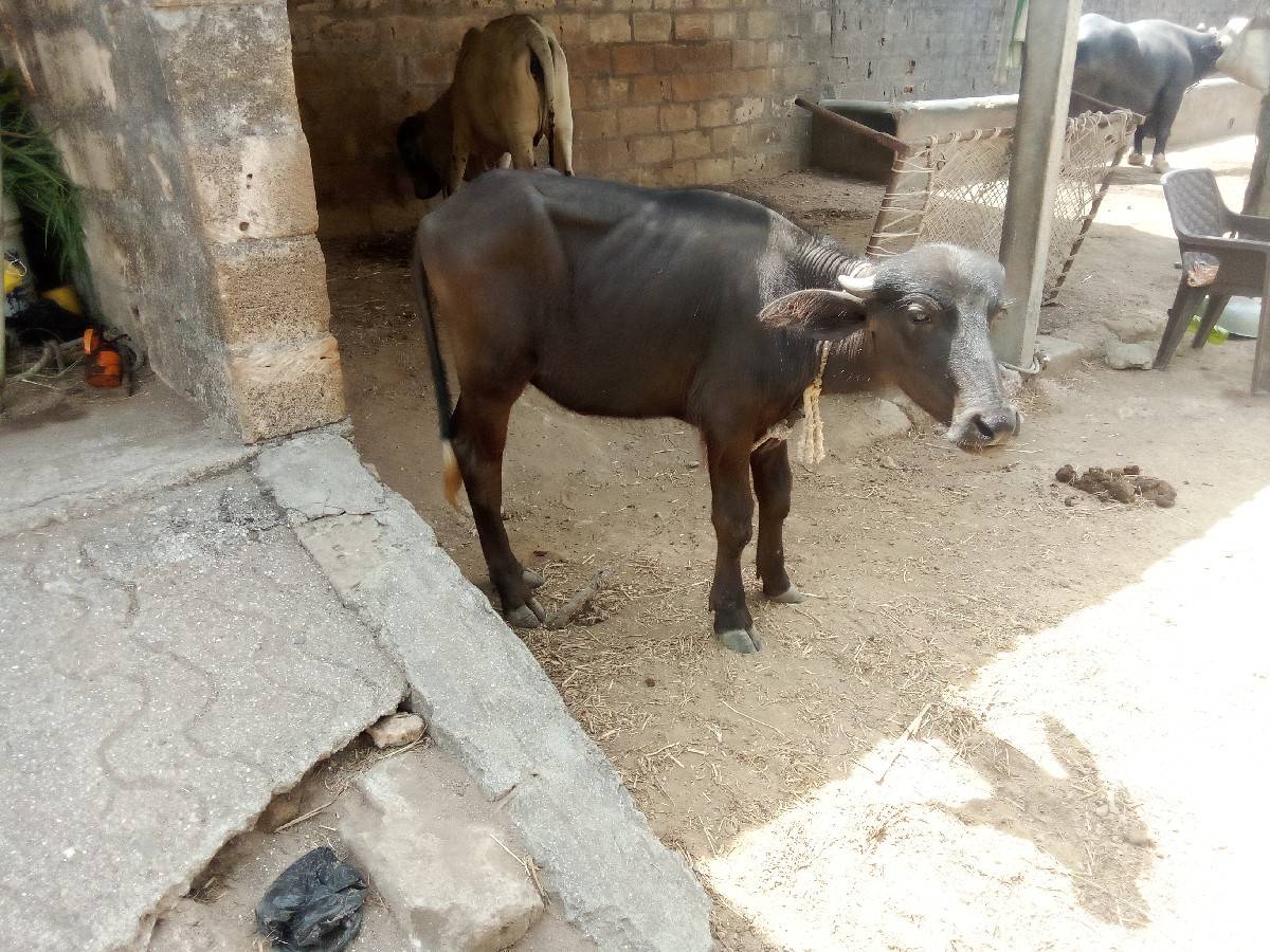 પાડી વેચવાની છે