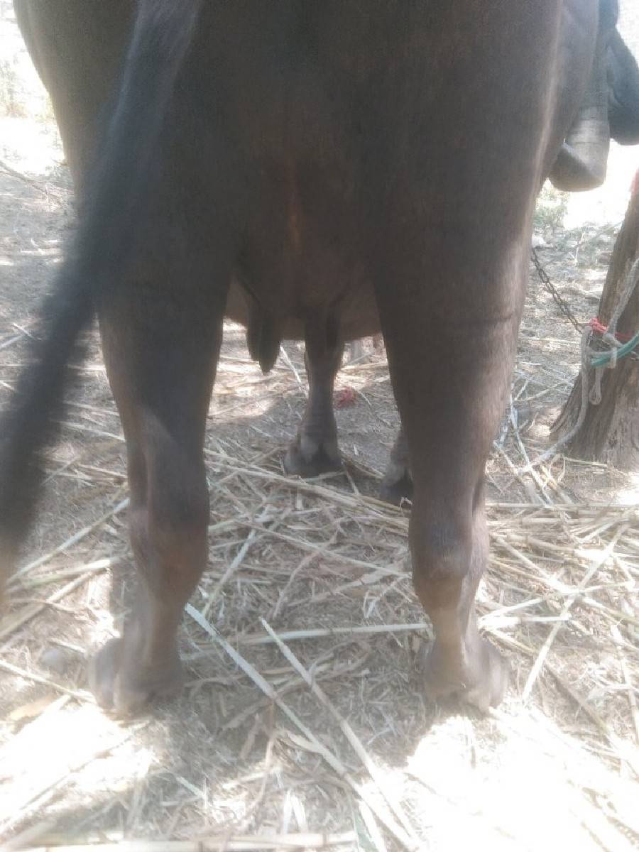 ભેંસ વેચવાની છે