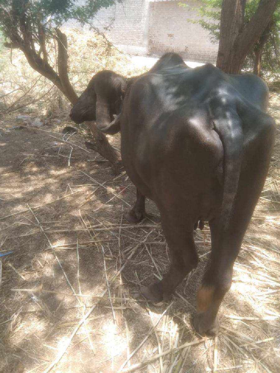 ભેંસ વેચવાની છે