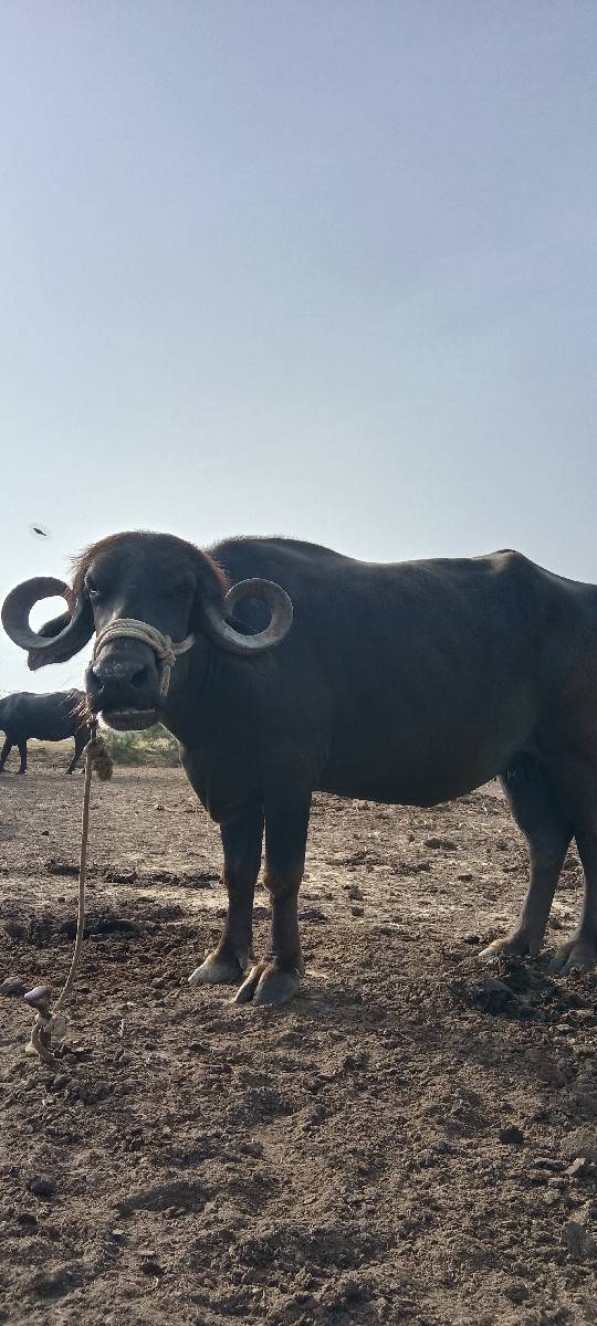 વેચવાનું છે